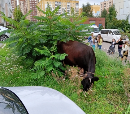 Дошла до ТРК «Елки»: по Челябинску разгуливала бесхозная корова