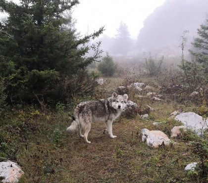 Заблудившиеся на Зюраткуле туристы рассказали о собаке, которая вывела их из леса