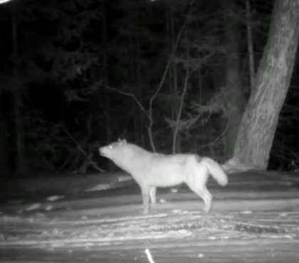 В нацпарке «Зюраткуль» сняли на видео, как воют волки