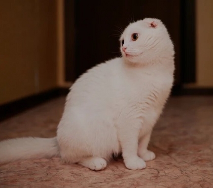 Челябинский дальнобойщик, который привез из Сибири кошку-инвалида, пристраивает котят