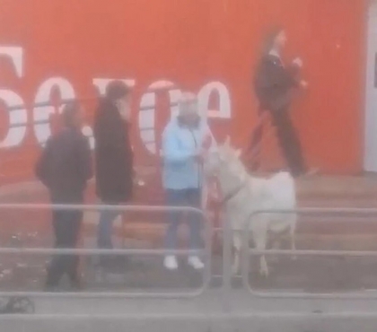 Жена выгнала из дома: в Челябинске заметили козла возле алкомаркета