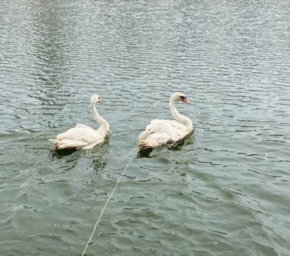 В пруд у копейского храма выпустили две пары белых лебедей-инвалидов