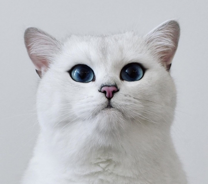 У него уже 1,7 миллионов подписчиков в Инстаграм: кот челябинской заводчицы прославился на весь мир голубыми глазами
