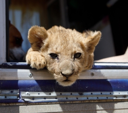 Вслед за Симбой в челябинcкий приют диких животных могут привезти ещё одного львенка
