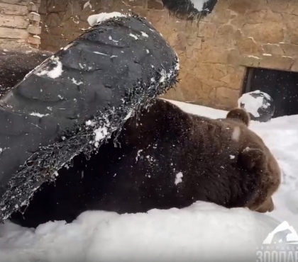 Зима закончилась! В Челябинском зоопарке проснулись все медведи