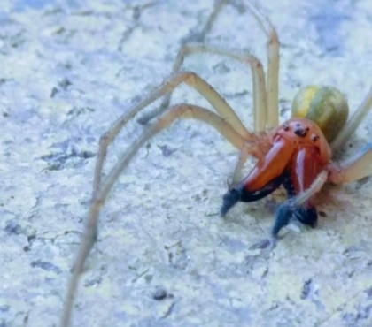 Житель Магнитогорска обнаружил в своем доме необычного паука
