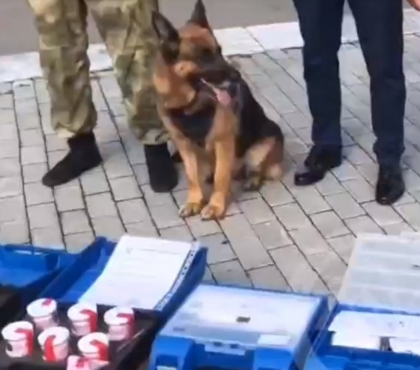 Смогут искать НАТОвские боеприпасы: жители Миасса передали обучающие наборы собакам-саперам на СВО