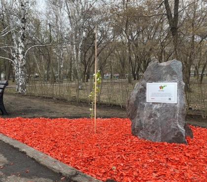 В челябинском парке посадили саженец от тополя, который уцелел во время Сталинградской битвы