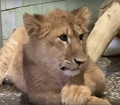 Первый «кусь»: в Челябинском зоопарке познакомили будущую пару львов