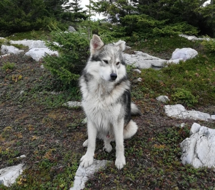 Он наполовину волк, наполовину лайка: для собаки, которая помогла заплутавшим туристам, ищут новый дом