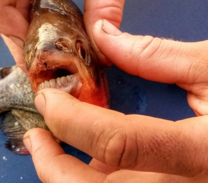 На Южном Урале поймали рыбу с человеческими зубами