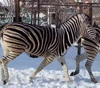 Наступает белая полоса: зебра Зара из челябинского зоопарка стала принимать ухаживания самца Анри