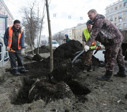 В центре Челябинска высадили партию крупных лип