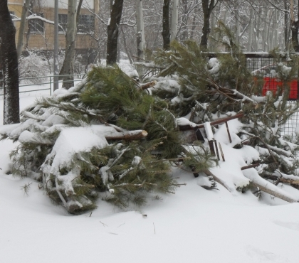 Куда в Челябинске сдать новогодние елки на переработку