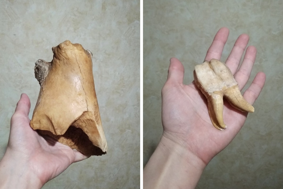 Половина плечевой кости шерстистого носорога и зуб