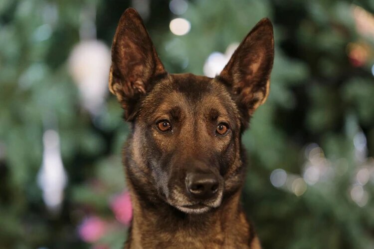 В 2017 году Тора выиграла всероссийские соревнования среди кинологов, за это ее выбрали собакой года и позвали сниматься в новогоднем обращении