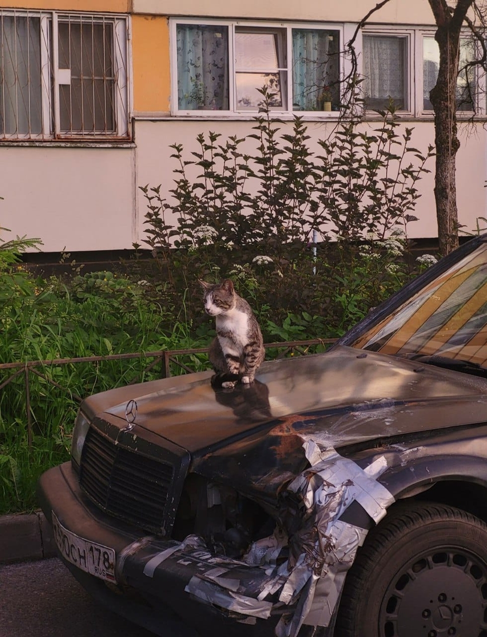 Скромный котик, выбрал “раненую” машину 