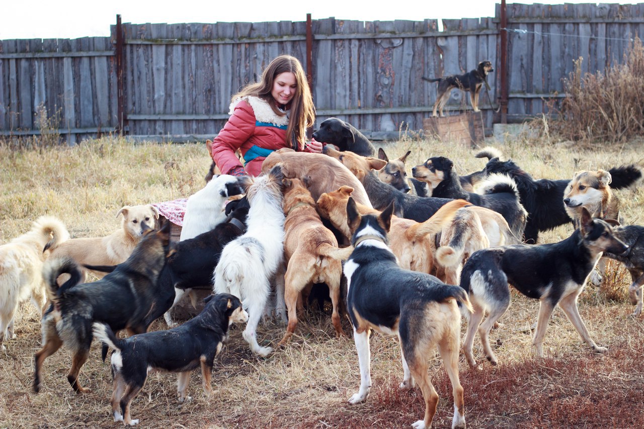 Полина Кефер с подопечными собаками. Фото: Полина Кефер; превью: приют «Наш дом» ВК