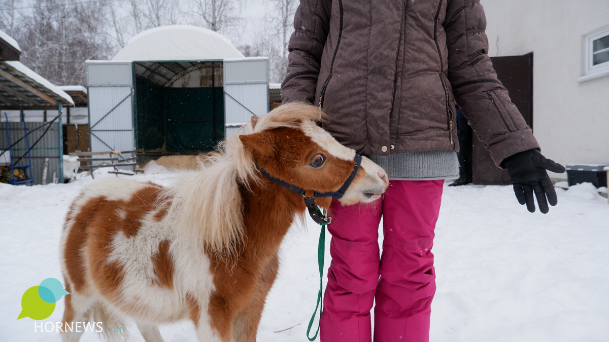 Смайлик - самый маленький конь, в холке 64 см 