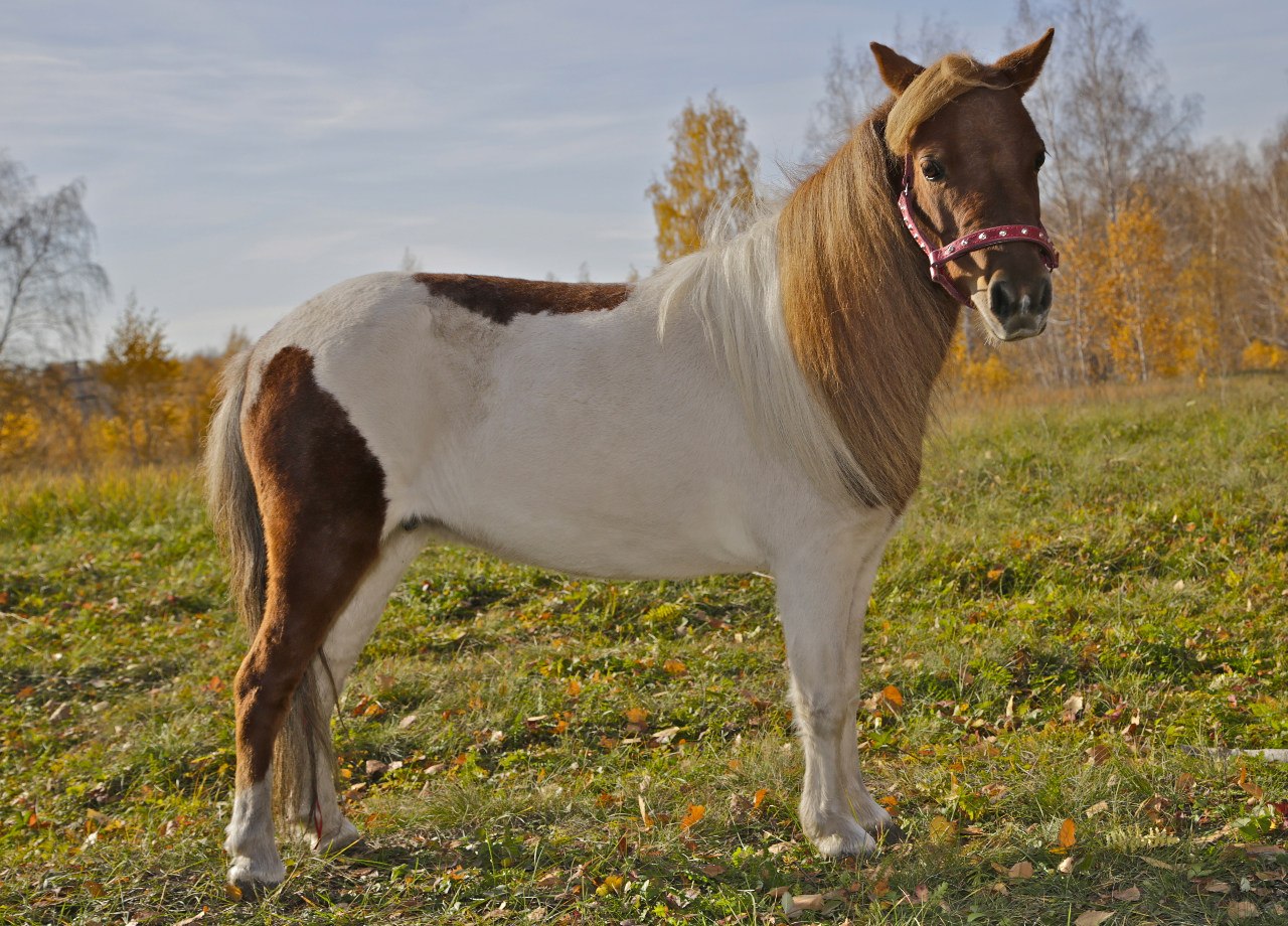 Овация - одна из первых лошадок Татьяны 