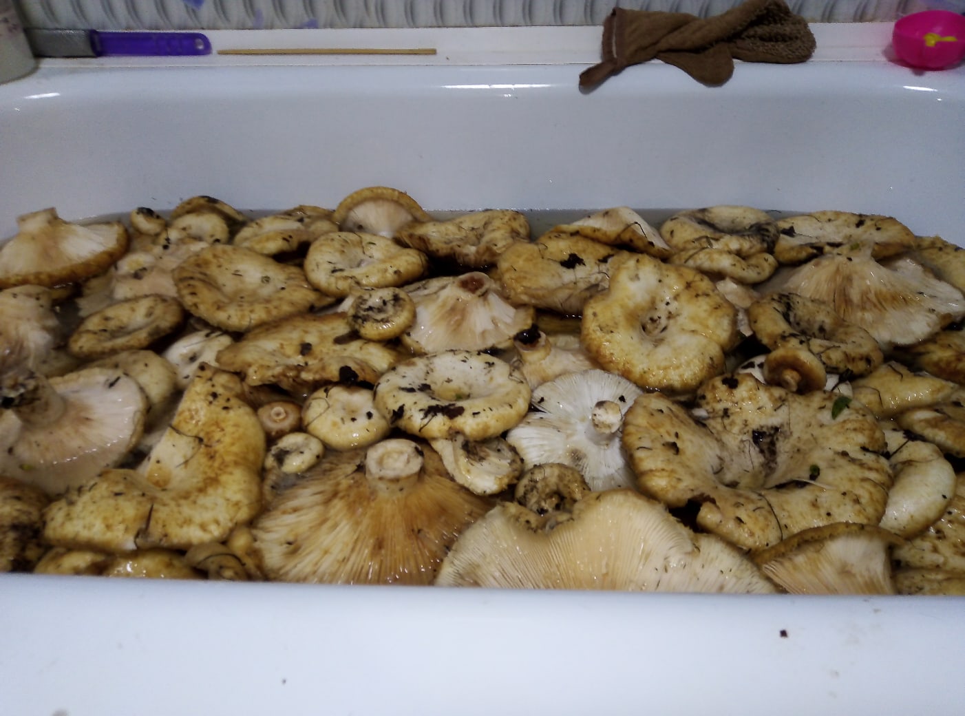 Чистят грибы в раковине. Но лучше в ванной. Фото Анны Шалуповой 
