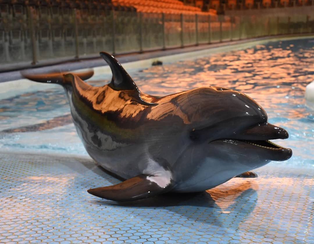 Кася - дельфин, запертый в иранском дельфинарии
