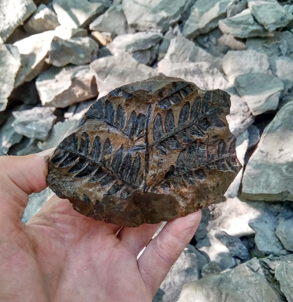 Папоротник Cladophlebis, найденный в породе возрастом более 200 миллионов лет.