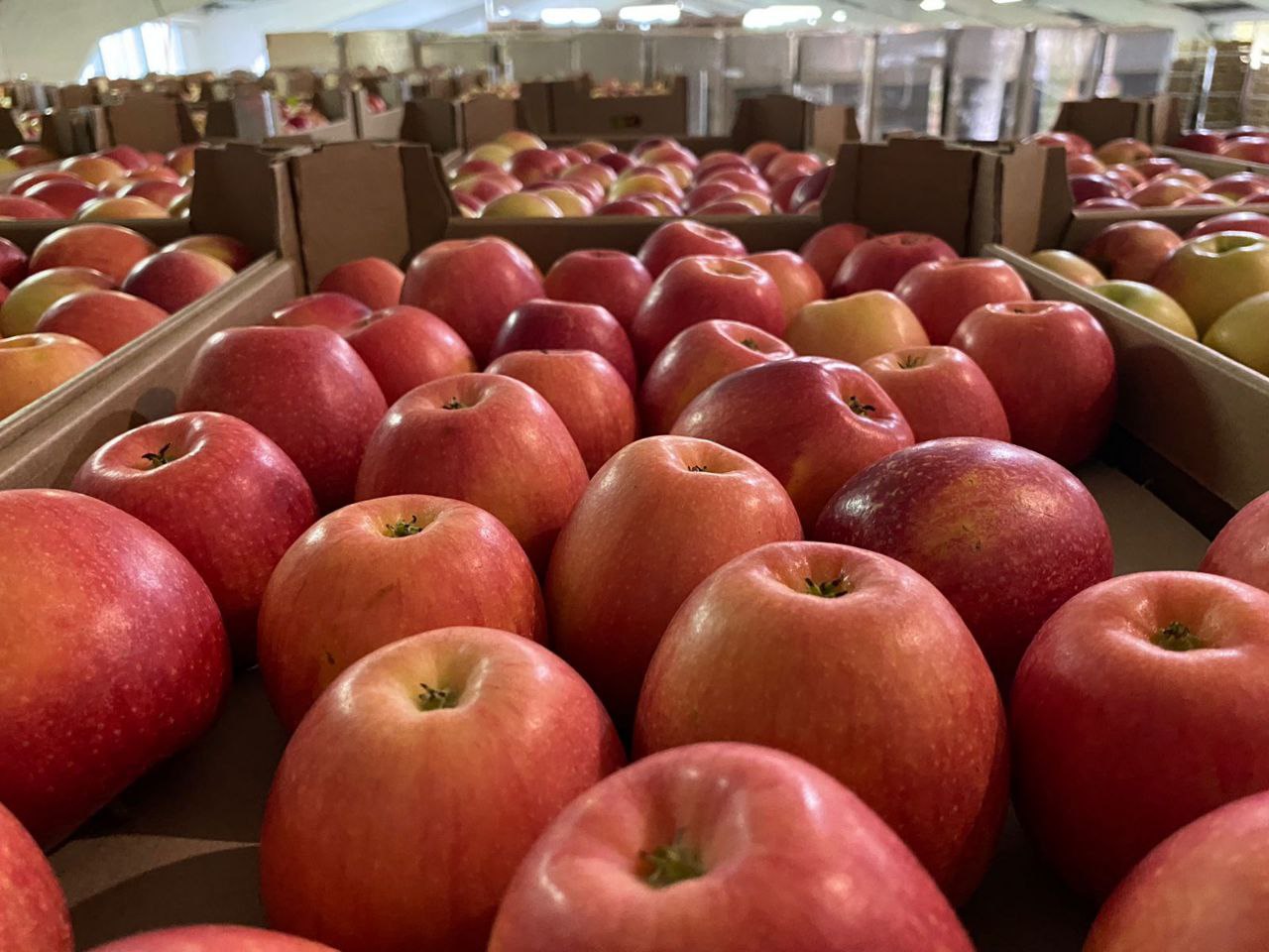 По словам производителей, яблоки высшего, первого и второго сорта пользуются большим спросом, а мощности для переработки 