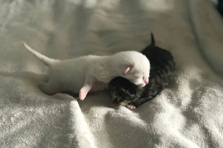 Белый котенок - девочка, серый - мальчик